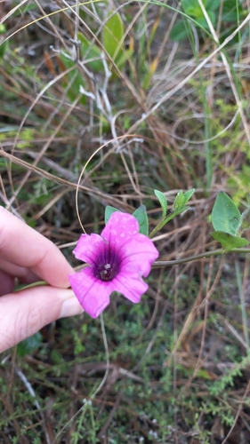 Petunia integrifolia