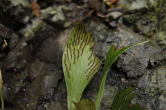 Antrophyum callifolium