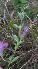 Petunia integrifolia