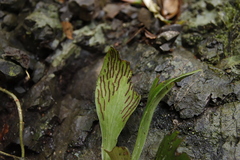 Antrophyum callifolium