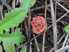 Colus hirudinosus