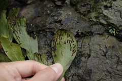 Antrophyum callifolium