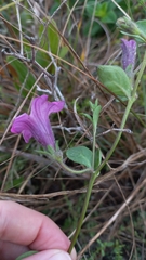Petunia integrifolia
