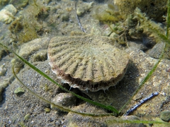 Pecten jacobaeus