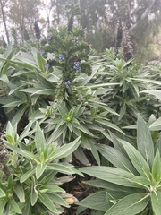 Echium candicans