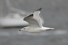 Larus argentatus