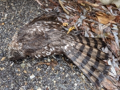 Accipiter striatus