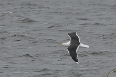 Larus marinus