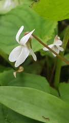 Viola blanda