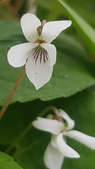 Viola blanda