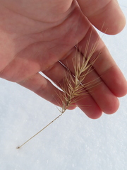 Elymus villosus