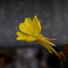 Oenothera parviflora - Photo (c) Susan Elliott, algunos derechos reservados (CC BY-NC), uploaded by Susan Elliott