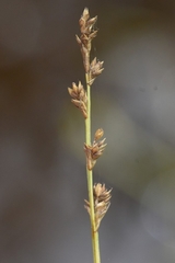 Carex brunnescens