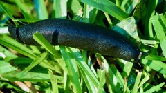 Belocaulus angustipes