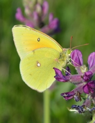 Colias heos