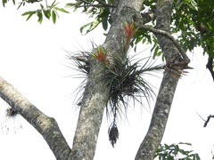Tillandsia fasciculata
