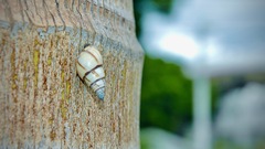 Drymaeus multilineatus