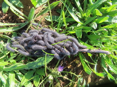 Thaumetopoea herculeana