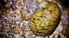 Nerita versicolor