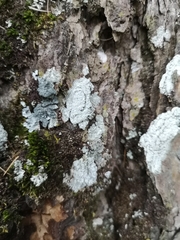 Ostropomycetidae
