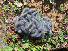 Thaumetopoea herculeana