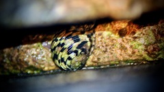 Nerita versicolor