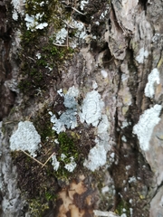 Ostropomycetidae