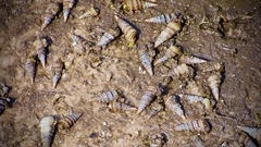 Cerithideopsis scalariformis