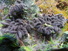 Thaumetopoea herculeana