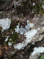 Ostropomycetidae