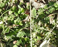 Erodium cicutarium