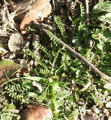 Biserrula pelecinus