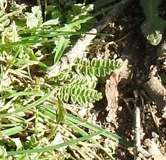 Ornithopus compressus