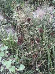 Juncus torreyi