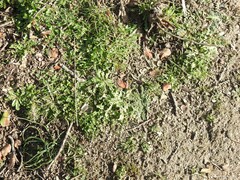 Erodium cicutarium