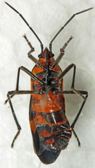 Oncopeltus famelicus