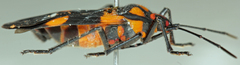 Oncopeltus famelicus
