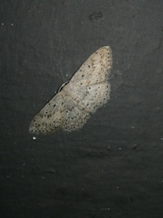 Scopula guancharia