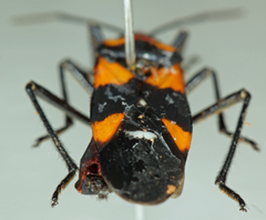 Oncopeltus famelicus