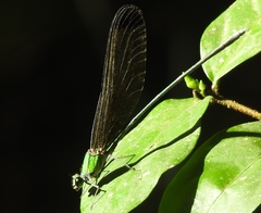 Vestalis apicalis