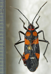 Oncopeltus famelicus