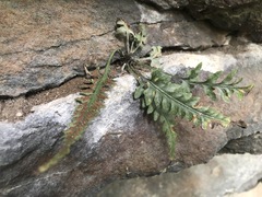 Asplenium pinnatifidum