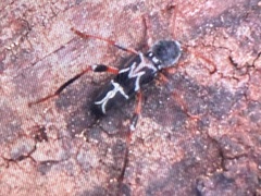 Neoclytus araneiformis