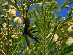 Macrocneme chrysitis