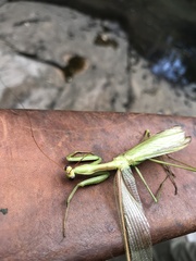 Coptopteryx argentina