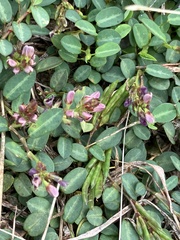 Alysicarpus vaginalis