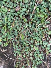 Alysicarpus vaginalis