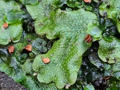 Conocephalum conicum