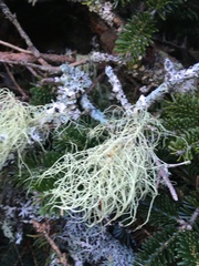 Usnea subfloridana