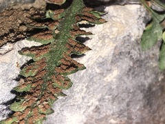 Asplenium pinnatifidum
